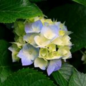 Meet your Posher, Deanna